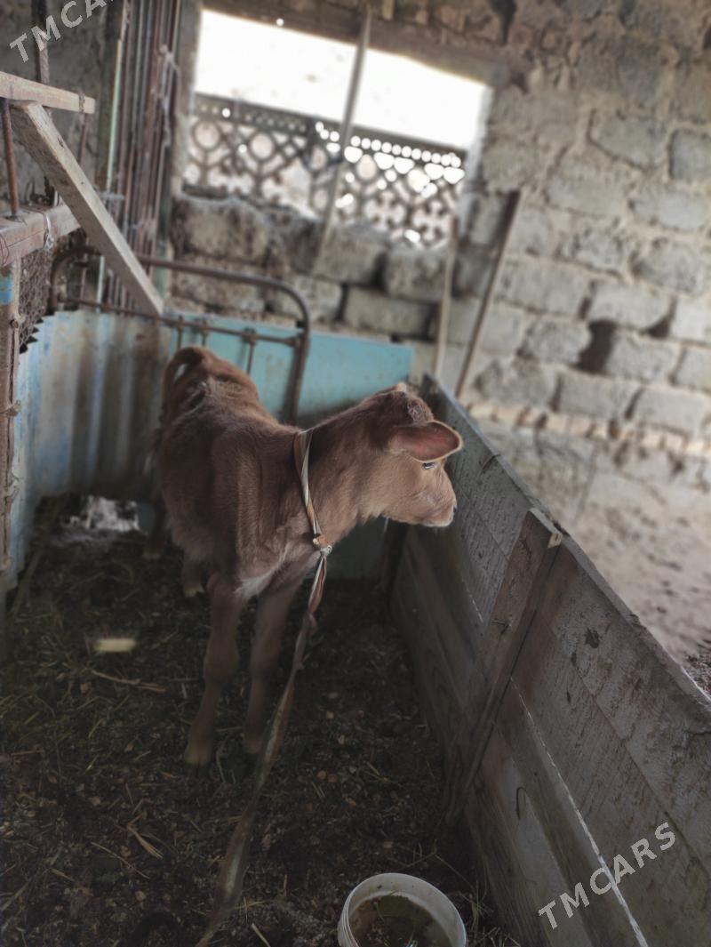 sygyr - Türkmenabat - img 6