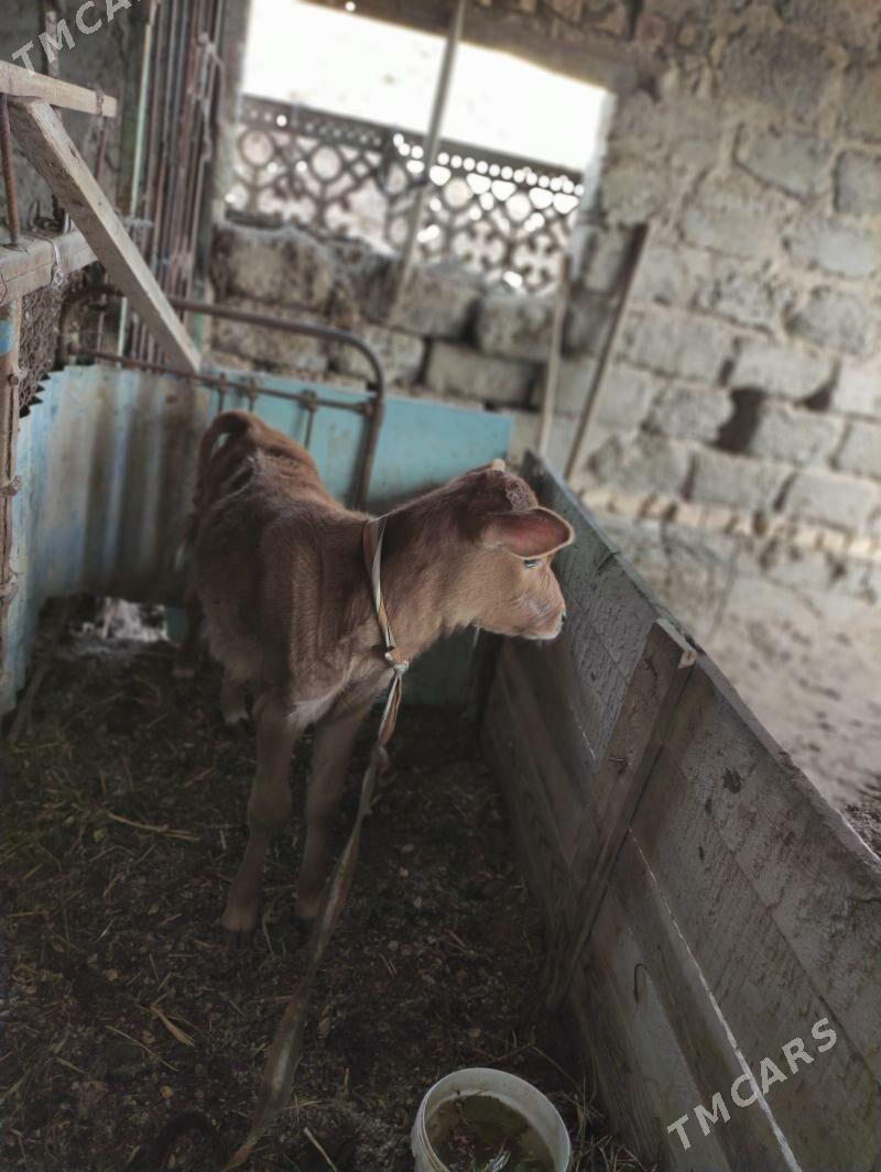 sygyr - Türkmenabat - img 2