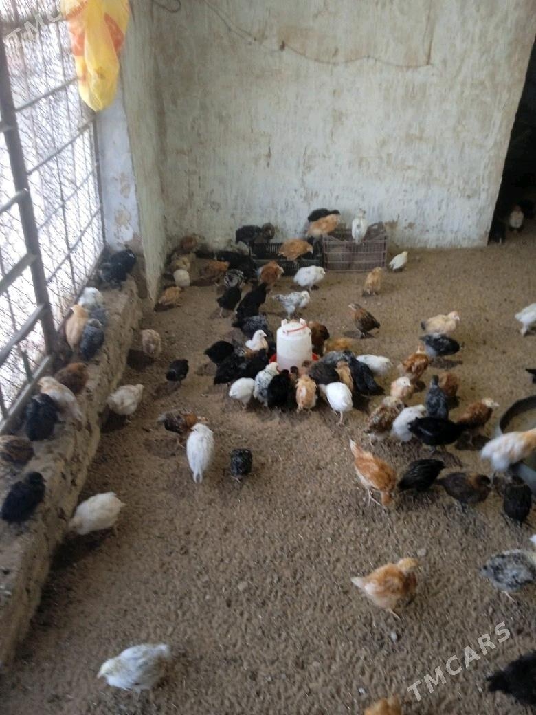 Towuk jůýje - Мургап - img 2