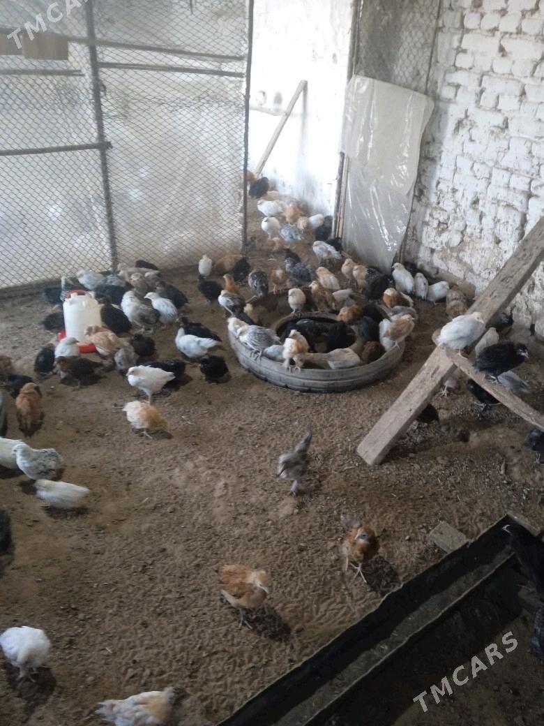 Towuk jůýje - Мургап - img 1