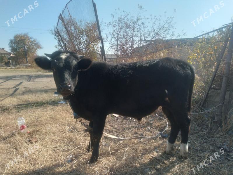 baklyk öküzçe - Türkmenabat - img 5