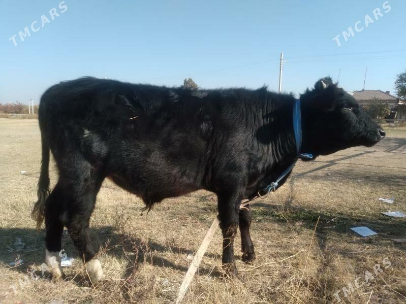 baklyk öküzçe - Türkmenabat - img 4