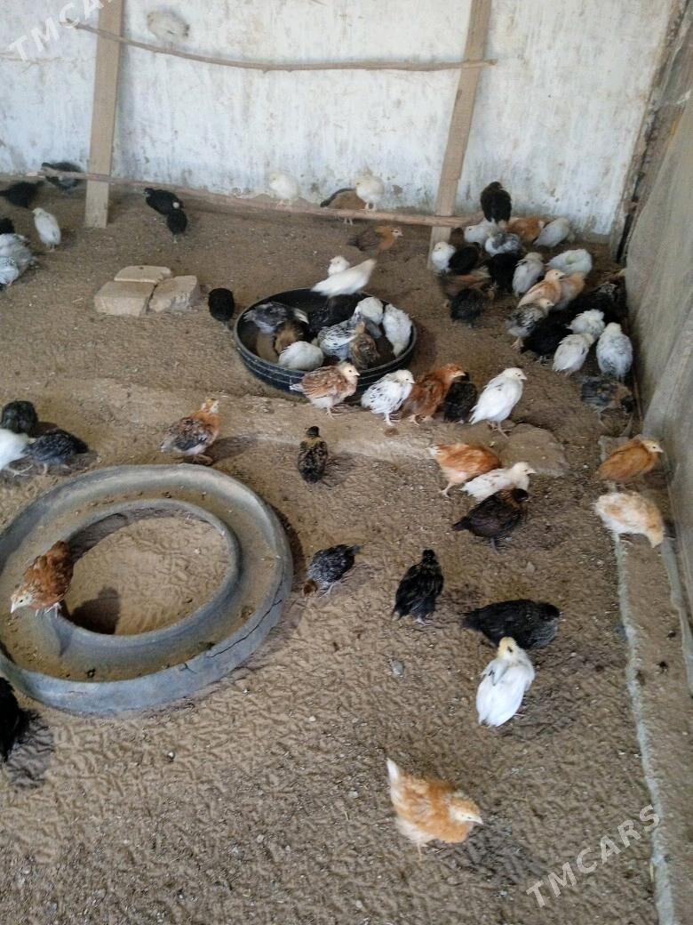 Towuk jůýje - Мургап - img 3