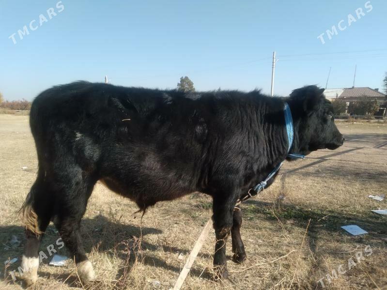 baklyk öküzçe - Türkmenabat - img 2