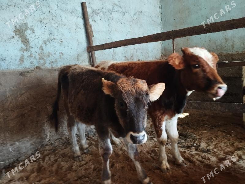 Ökiz - Änew - img 2