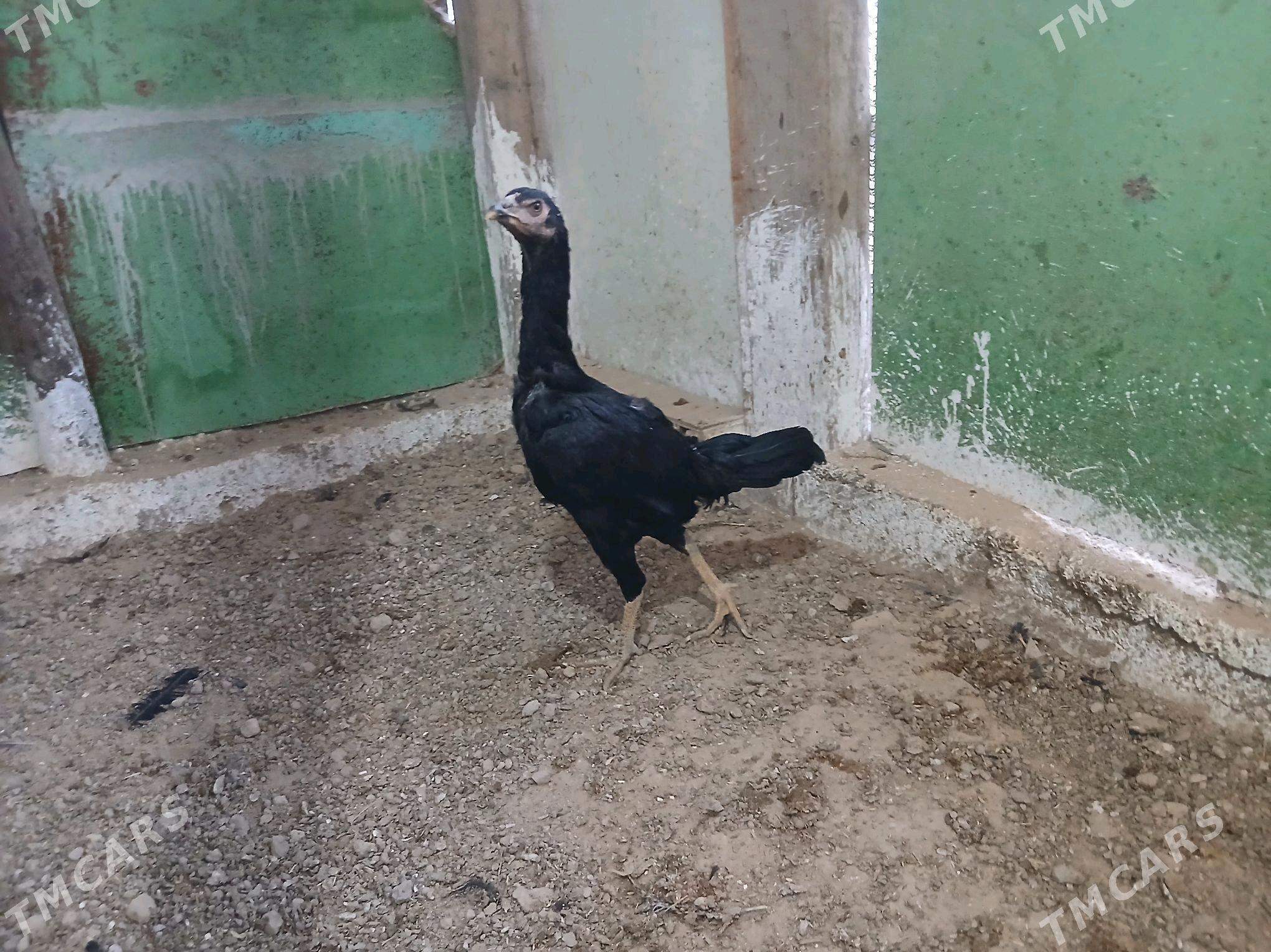 Taşkent jüyje - Гёкдже - img 3