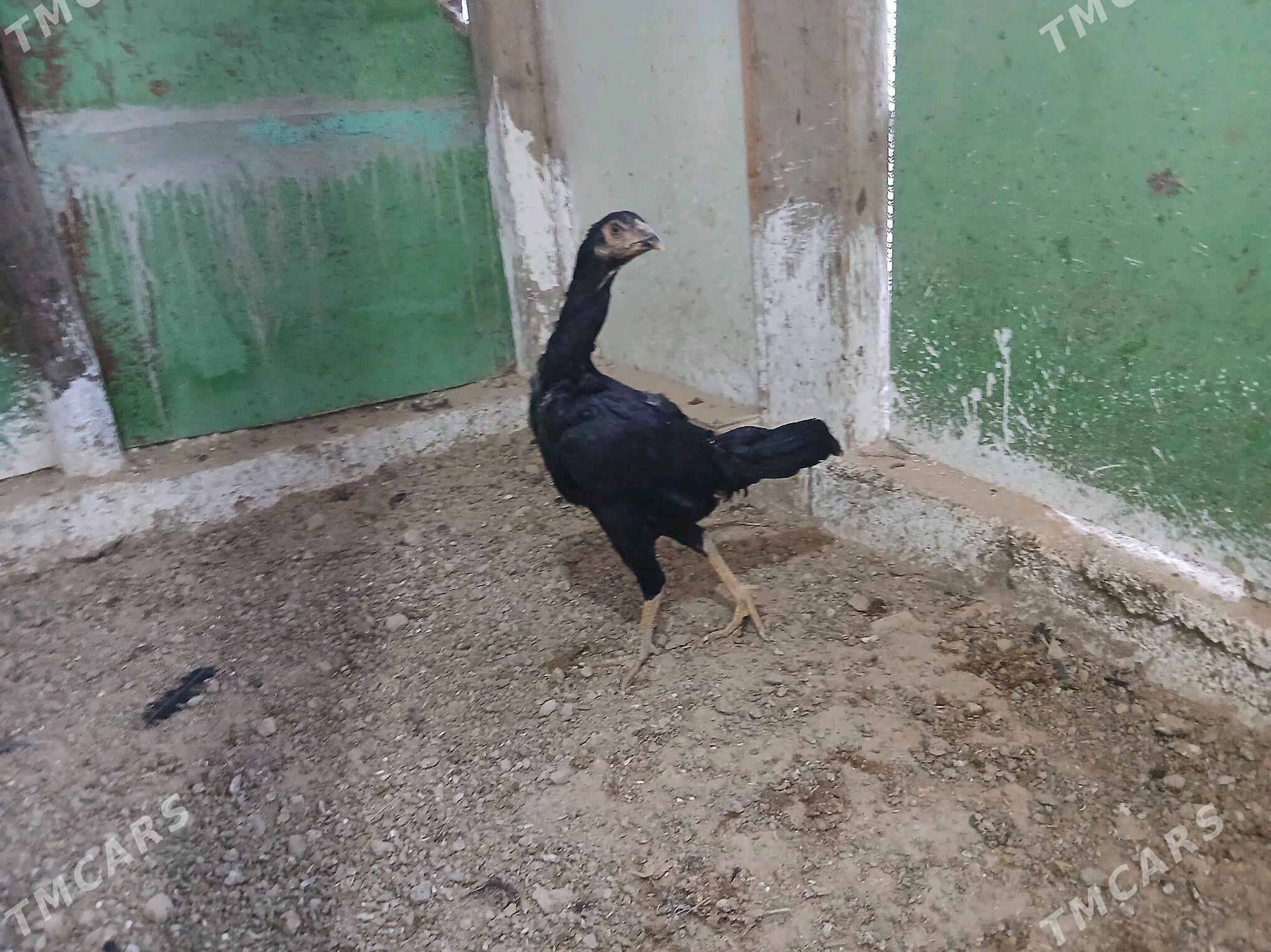 Taşkent jüyje - Гёкдже - img 2