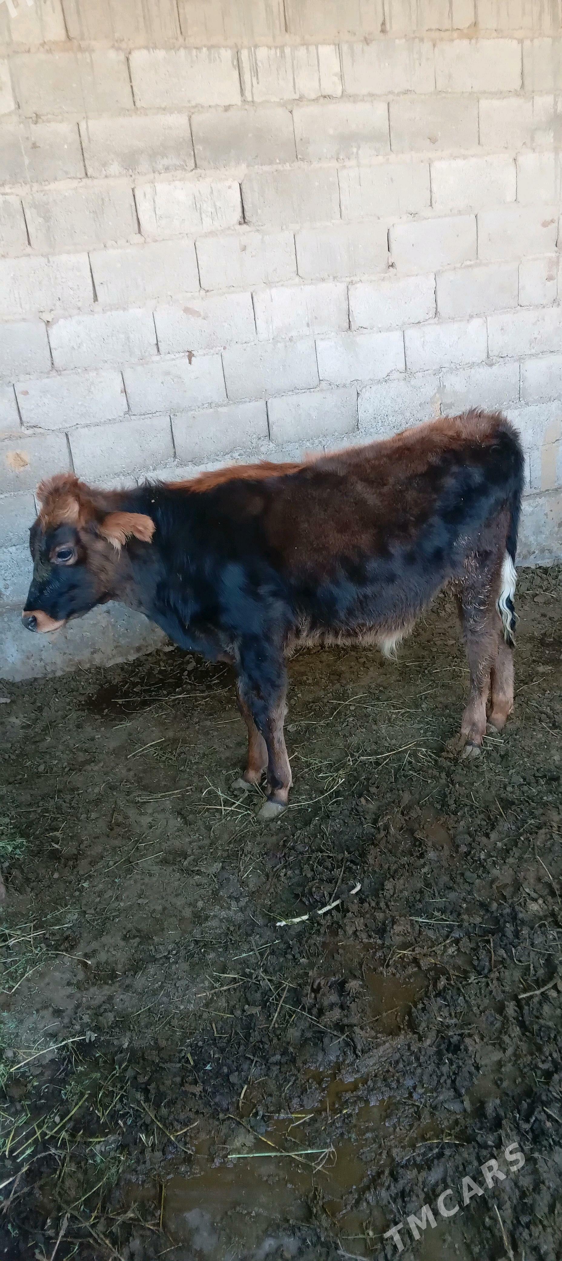 őkuz - Änew - img 3