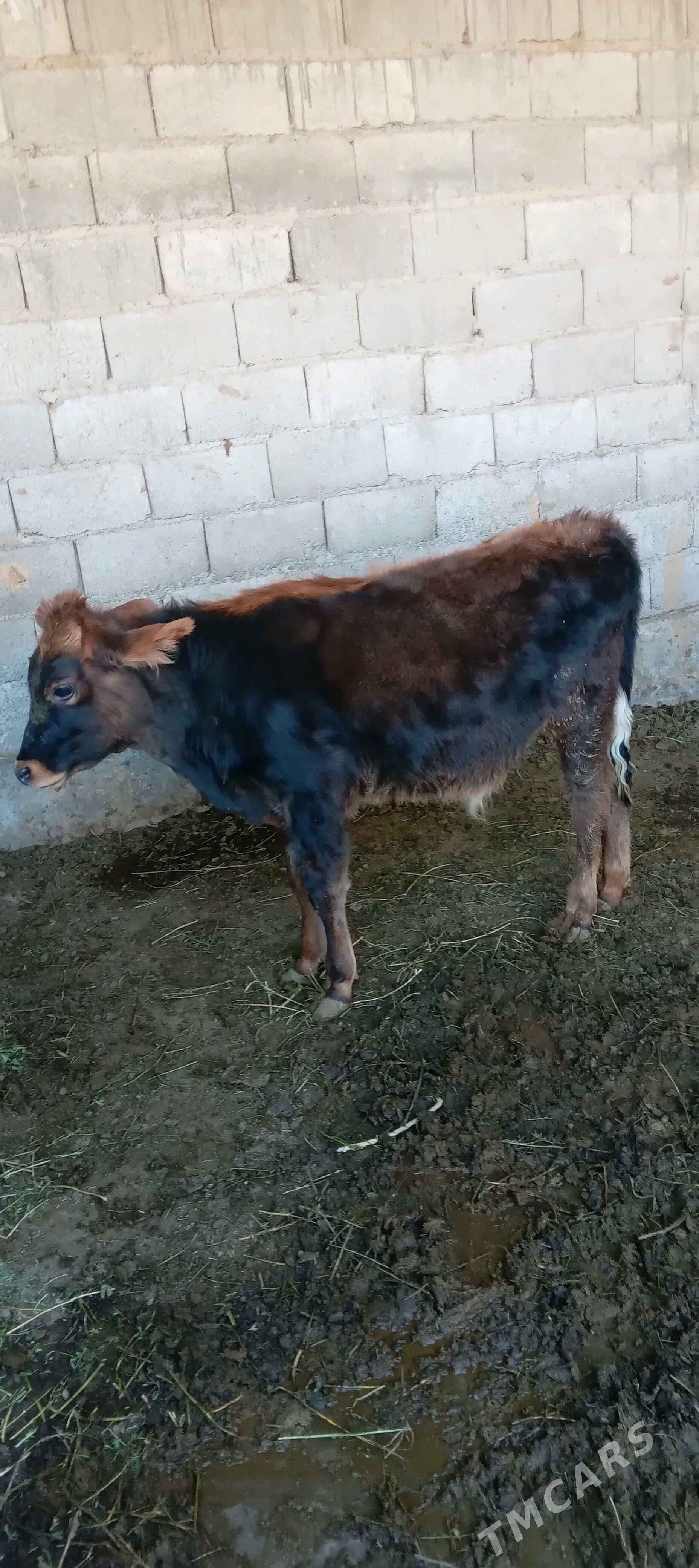 őkuz - Änew - img 2