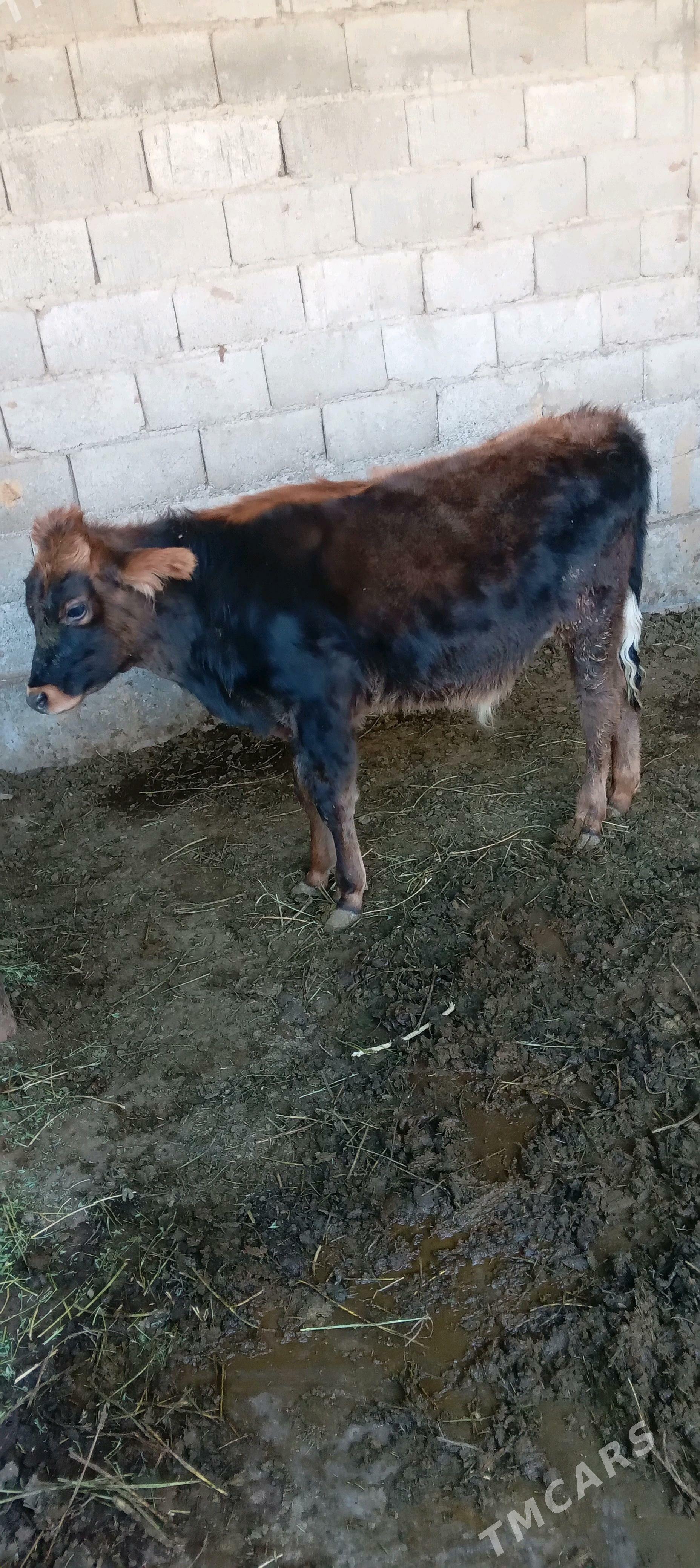 őkuz - Änew - img 4