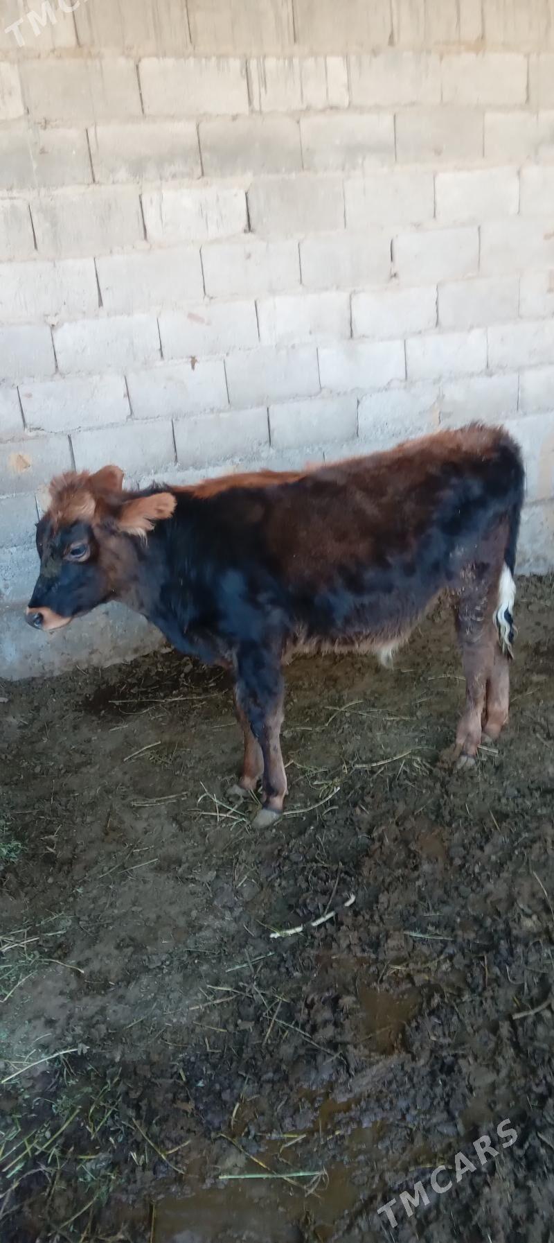 őkuz - Änew - img 6