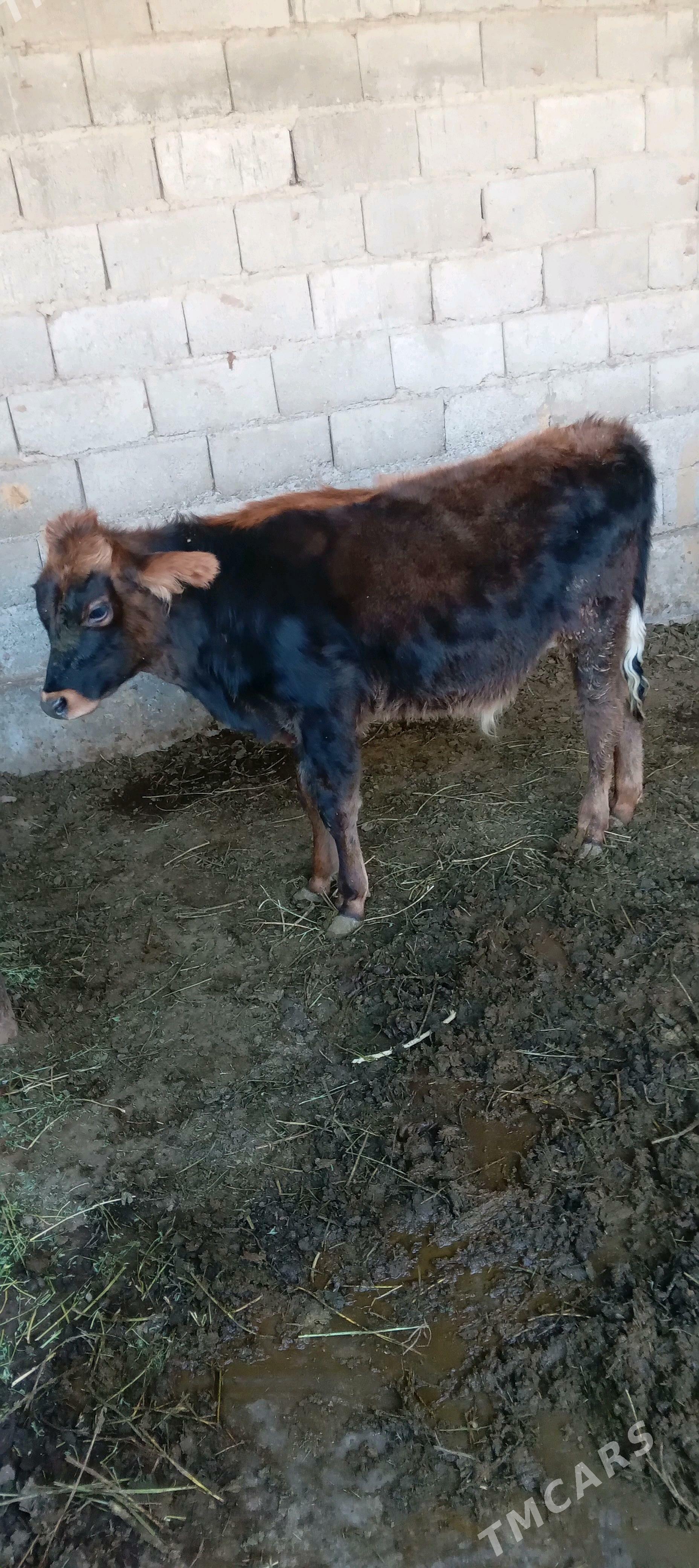 őkuz - Änew - img 5