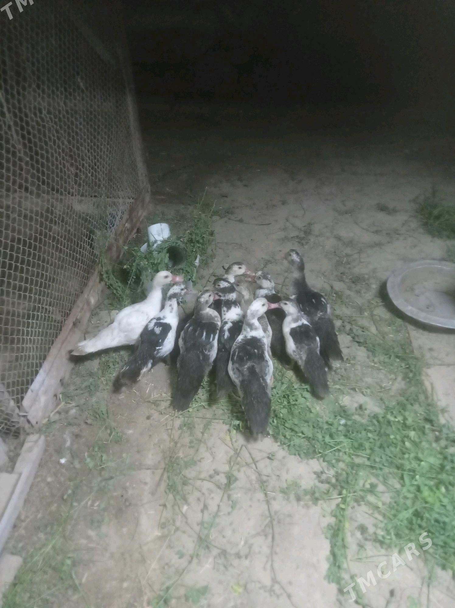 inuwutga ordek - Sakarçäge - img 3