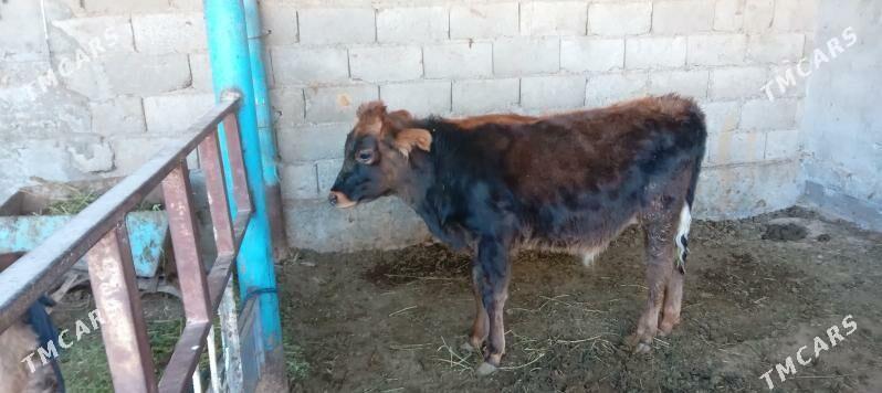 őkuz - Änew - img 7