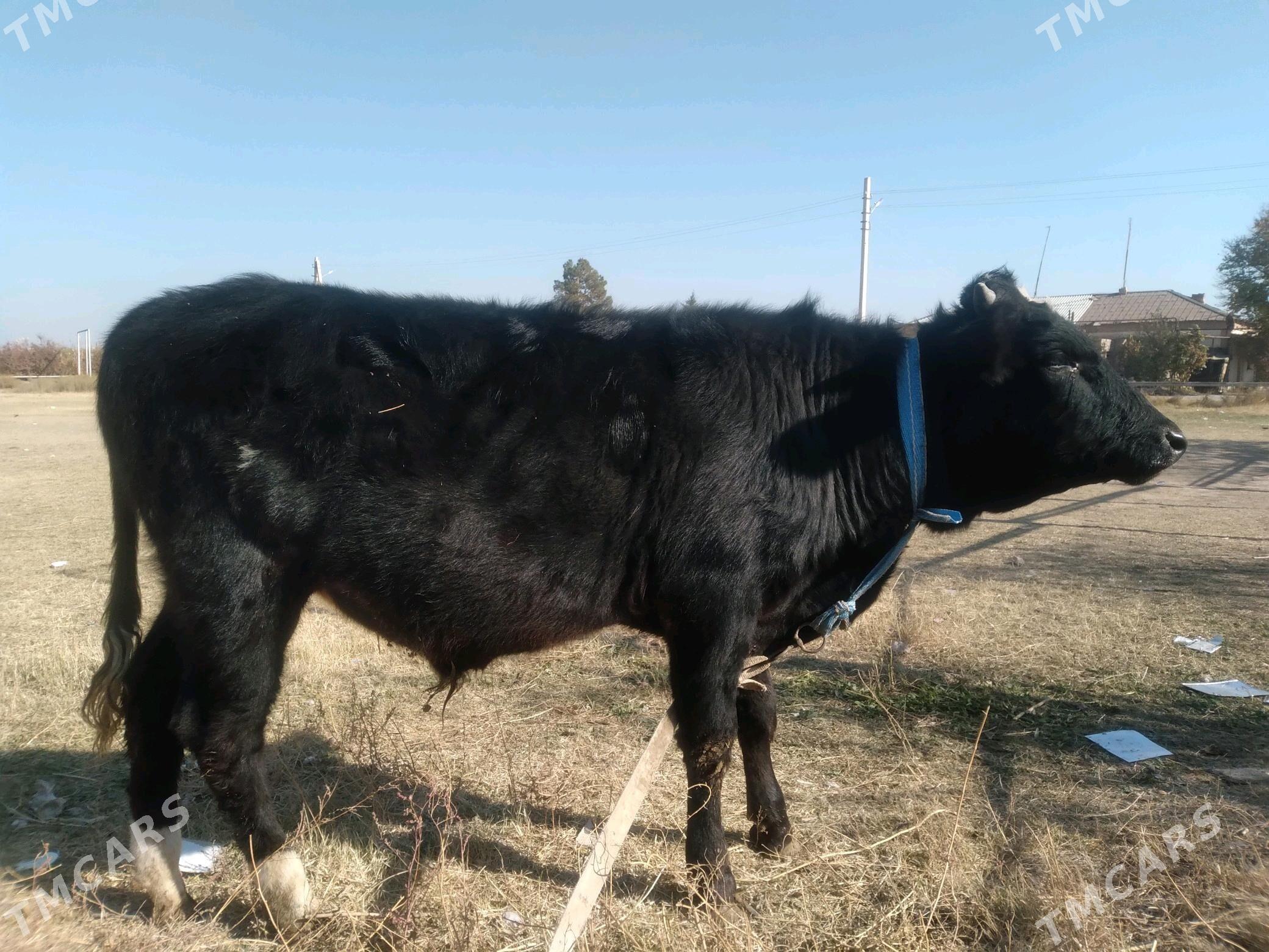 baklyk öküzçe - Türkmenabat - img 3