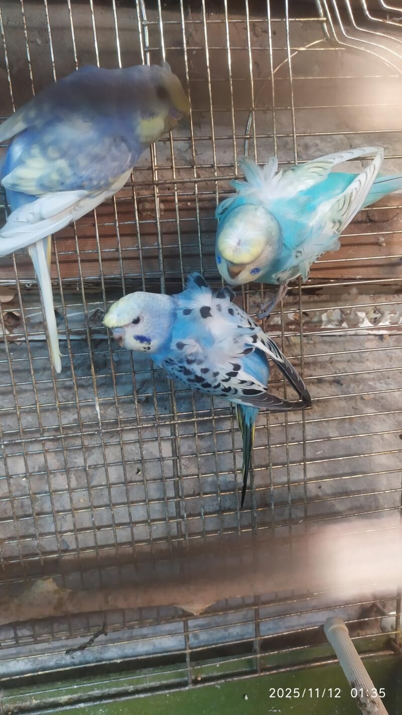 БАНТИКОВЫЙ волнистый - Aşgabat - img 2