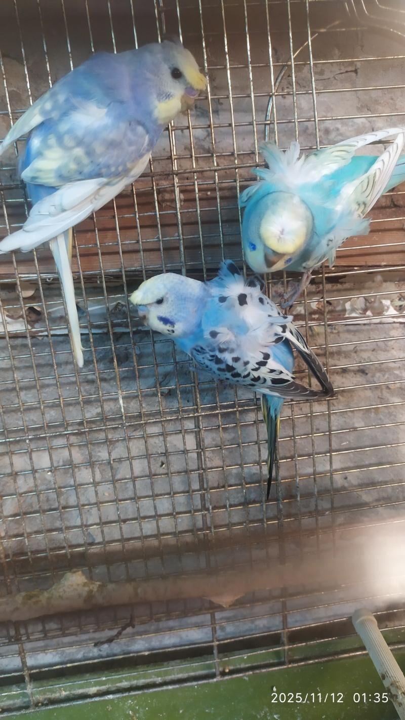 БАНТИКОВЫЙ волнистый - Aşgabat - img 3