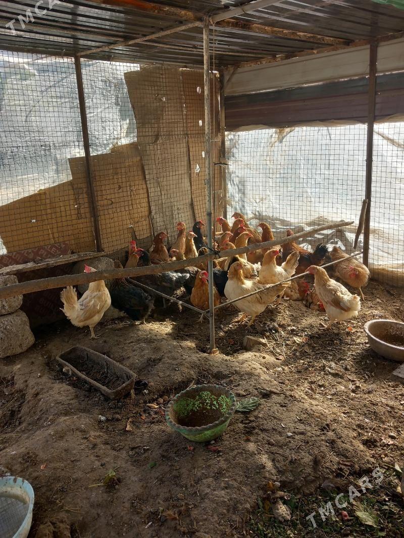 Towuk Yaşajyk - Aşgabat - img 4