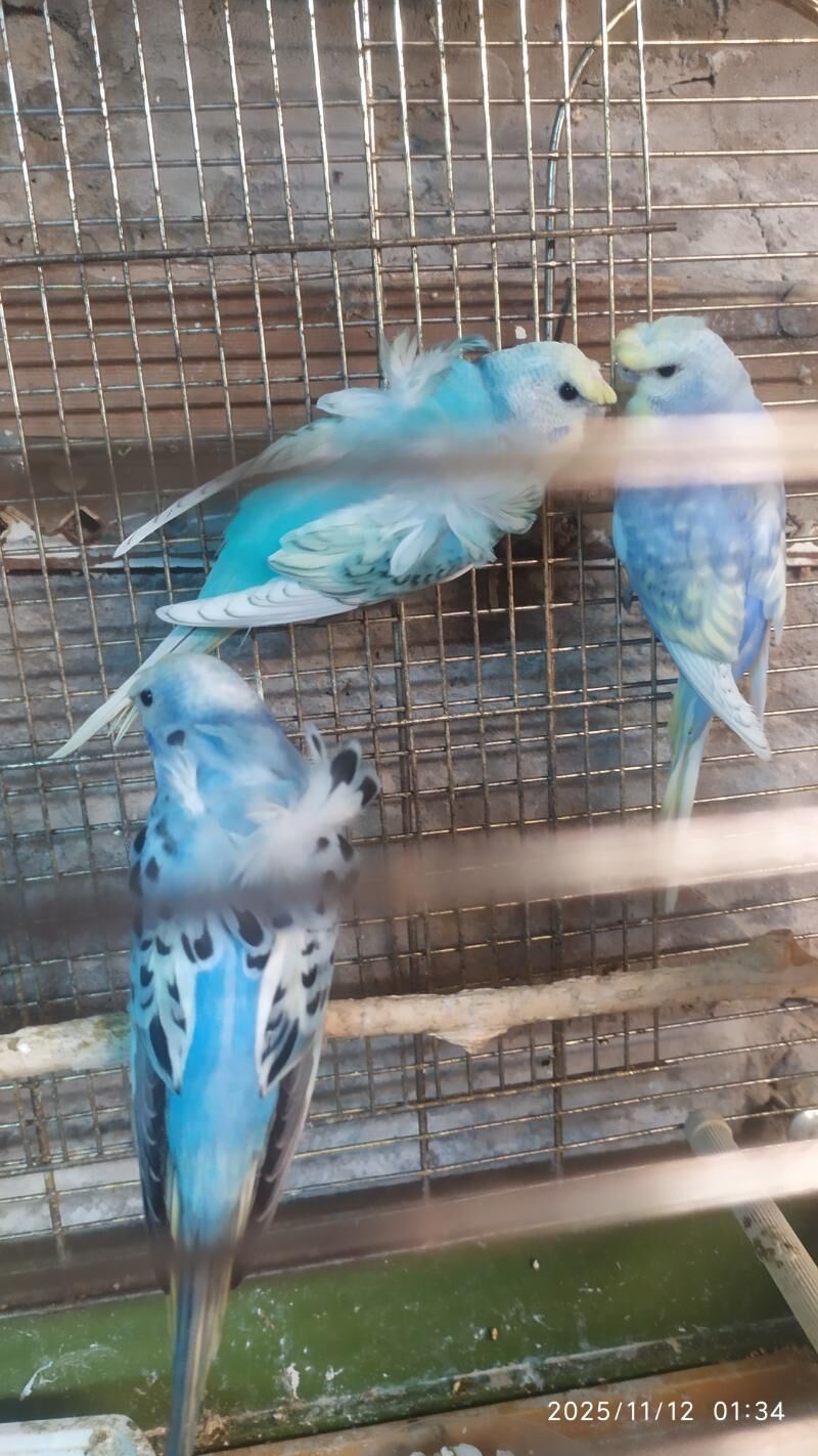 БАНТИКОВЫЙ волнистый - Aşgabat - img 4