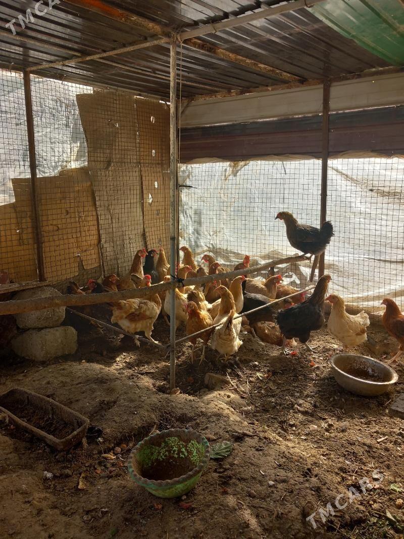 Towuk Yaşajyk - Aşgabat - img 3