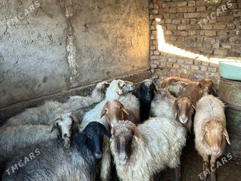 Goýun - Район ст. Аэропорта, ул. Гагарина - img 2