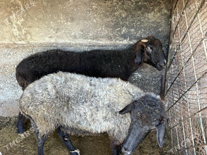 Goýun - Район ст. Аэропорта, ул. Гагарина - img 5