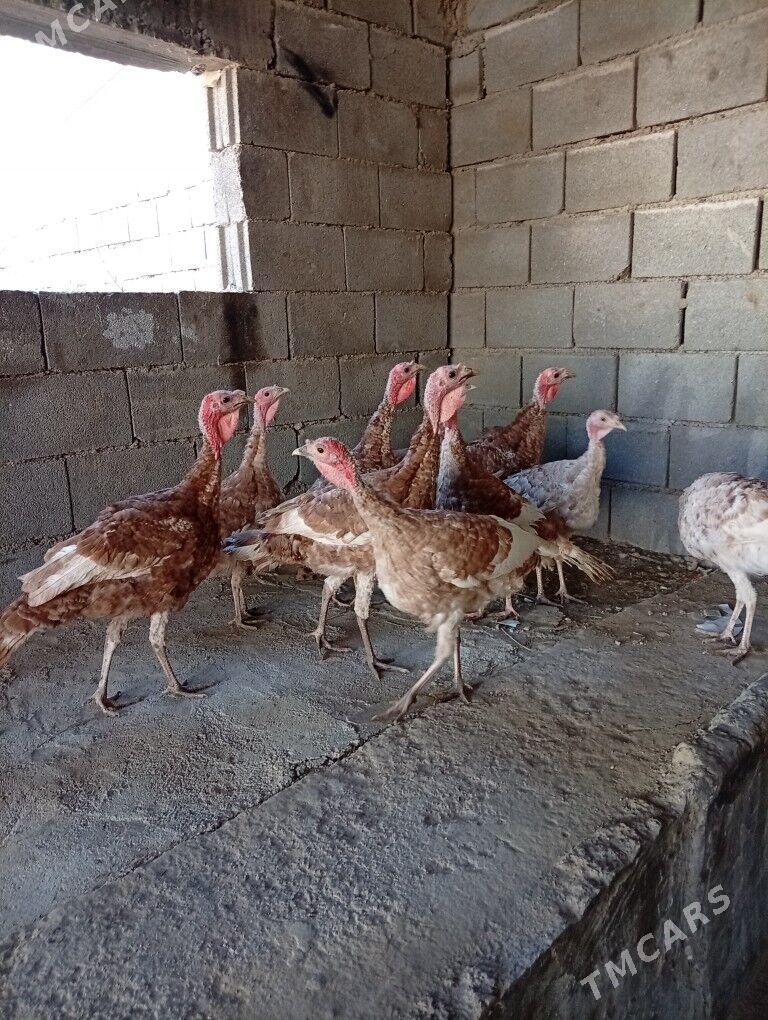 owgan paroda induk - Гёкдже - img 2