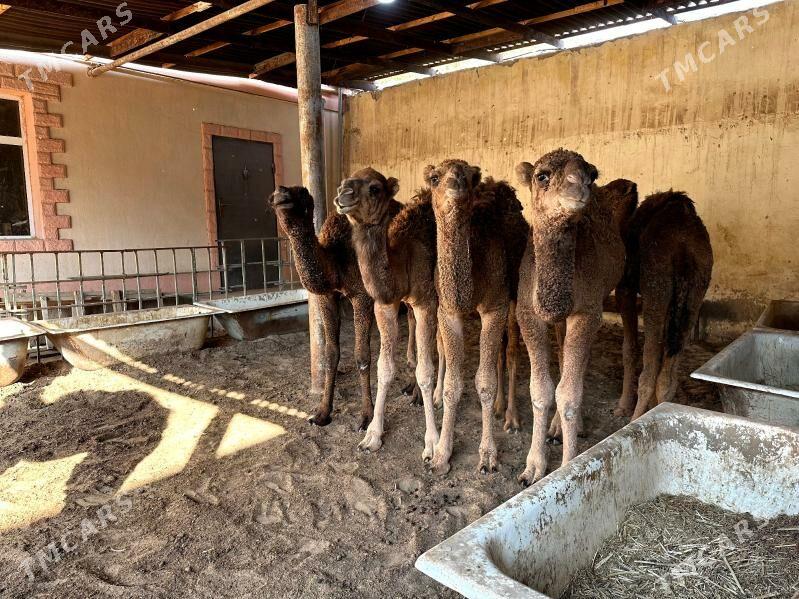 Torum - Балканабат - img 2