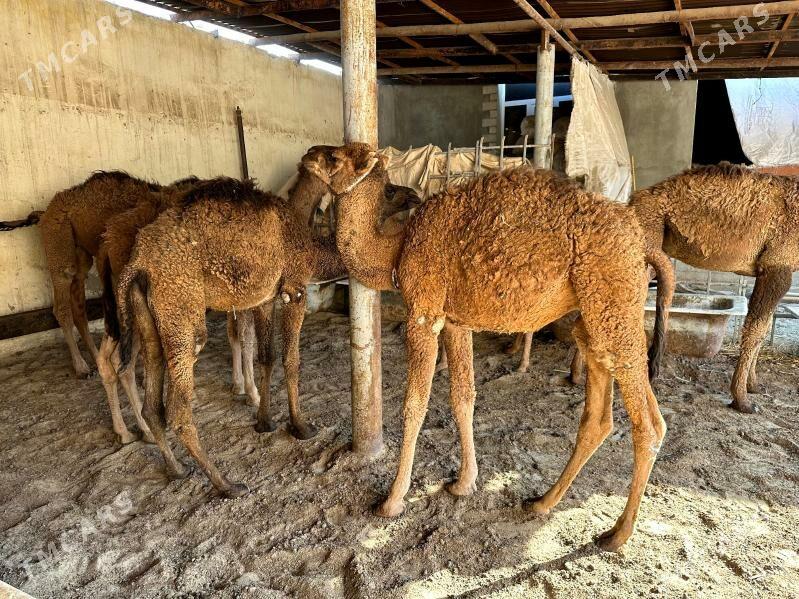 Torum - Балканабат - img 5