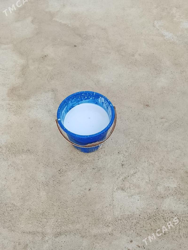 súŷtli sygyr - Kaka - img 4