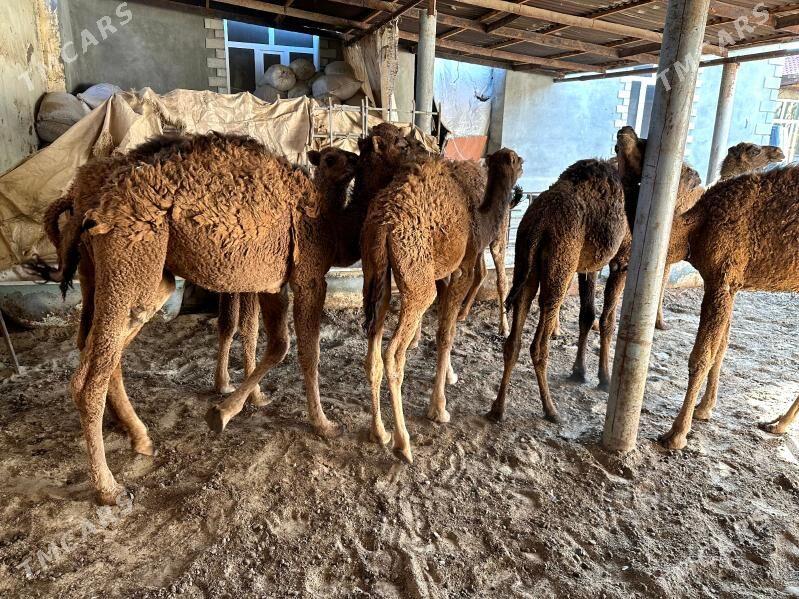 Torum - Балканабат - img 4