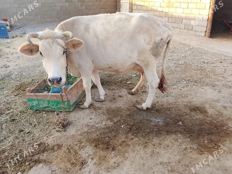 súŷtli sygyr - Kaka - img 3