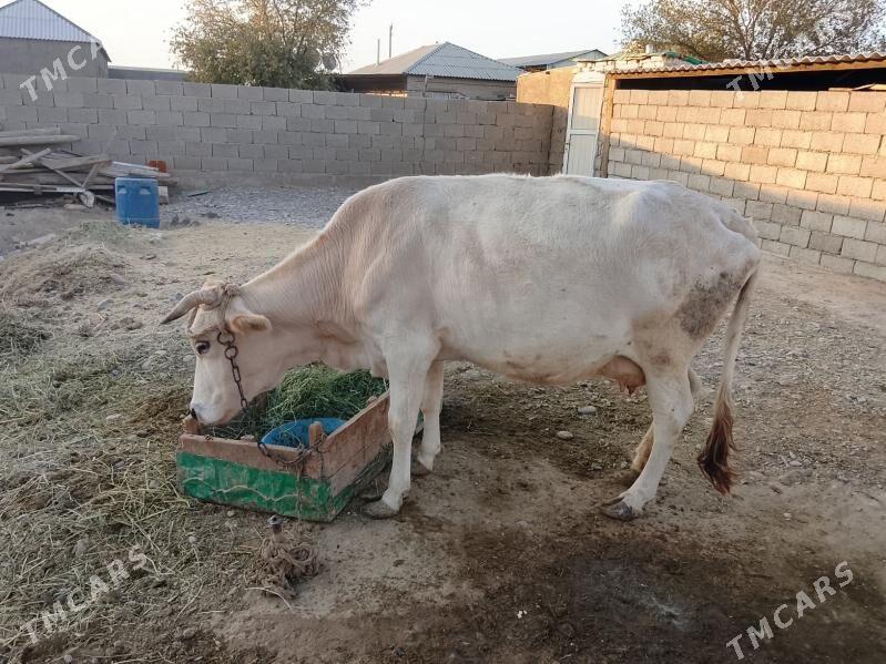 súŷtli sygyr - Kaka - img 2