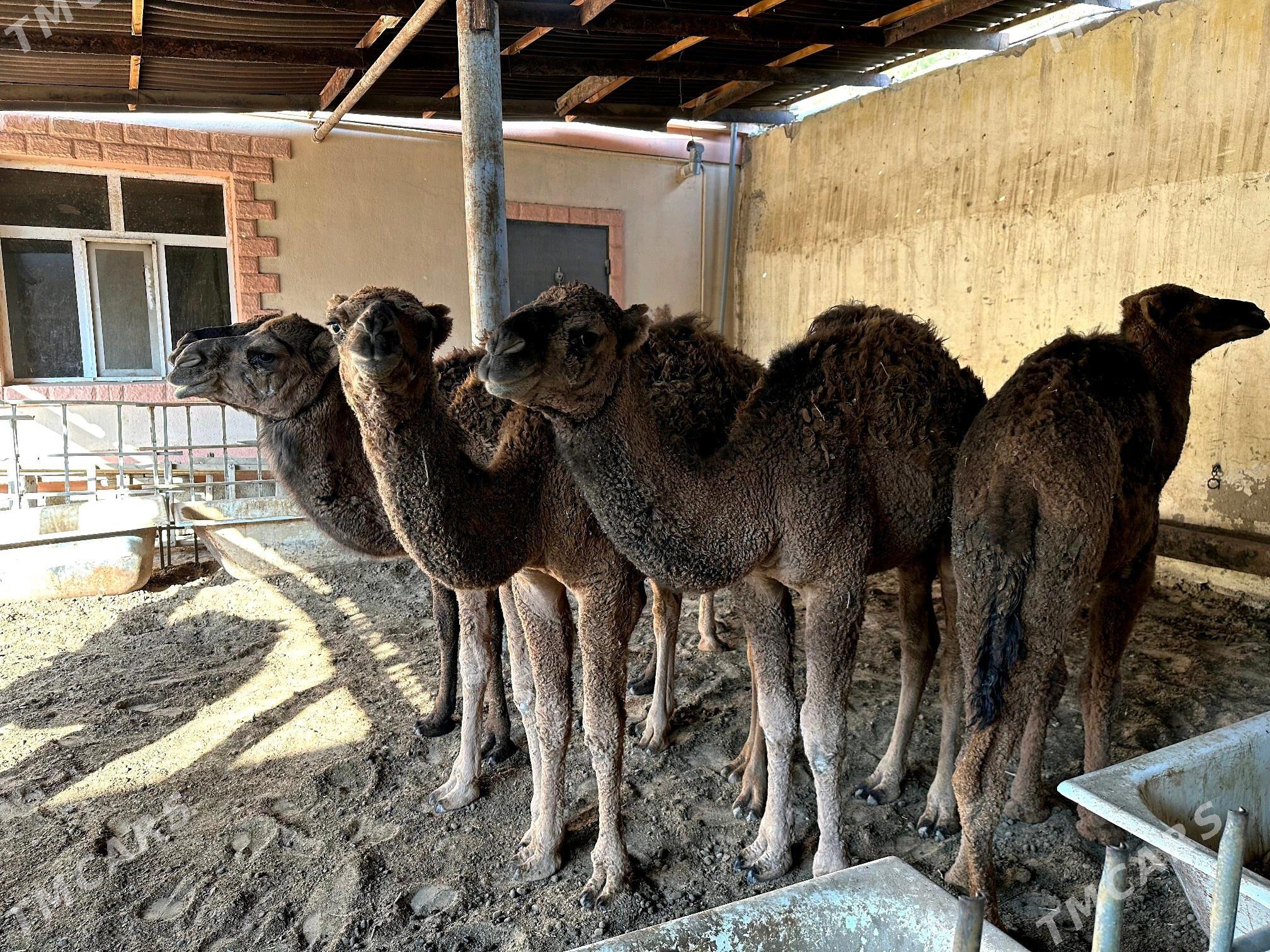 Torum - Балканабат - img 3