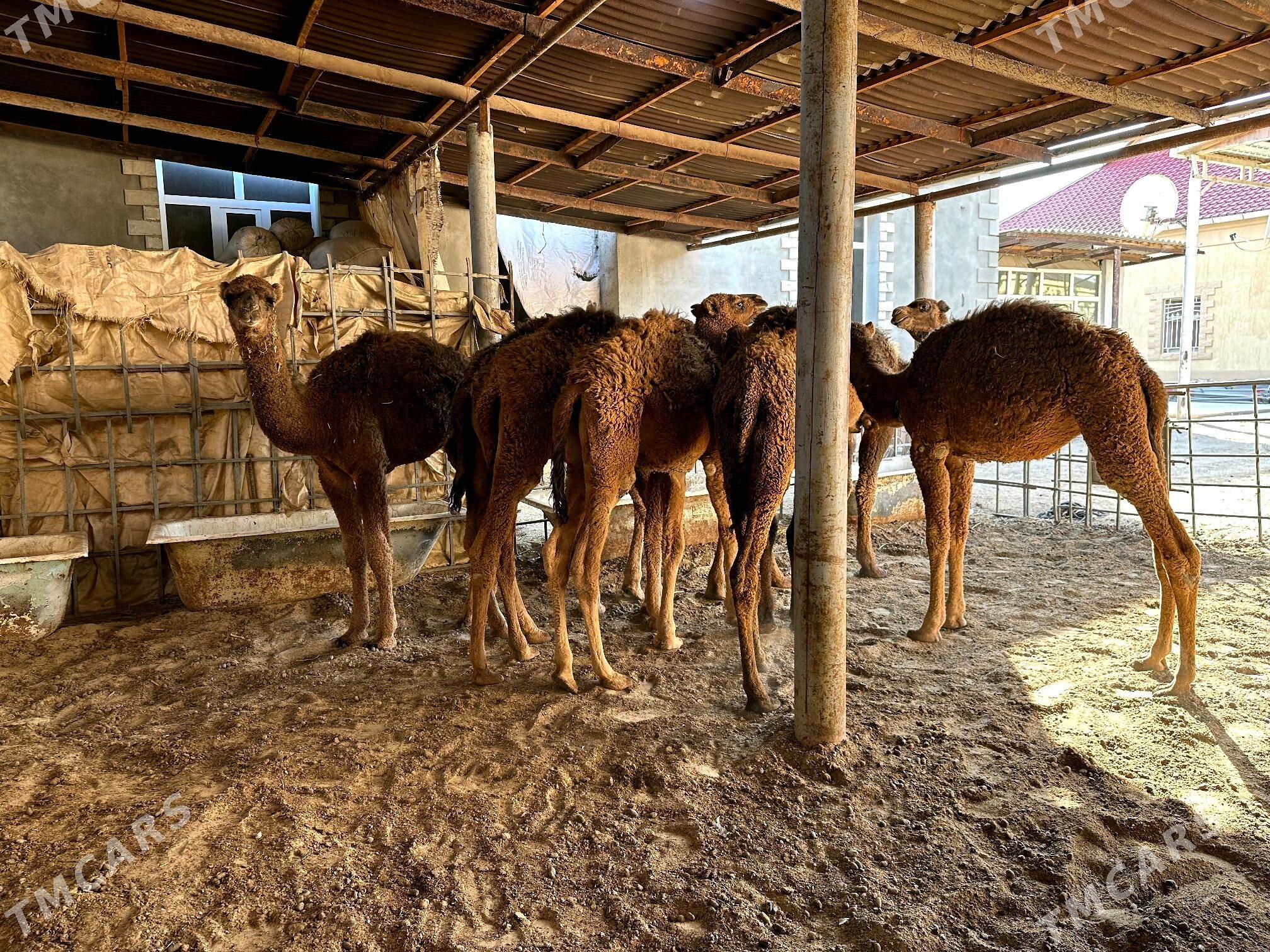 Torum - Балканабат - img 6