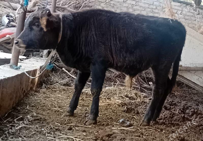 Öküz .....unajyn - Dänew - img 1