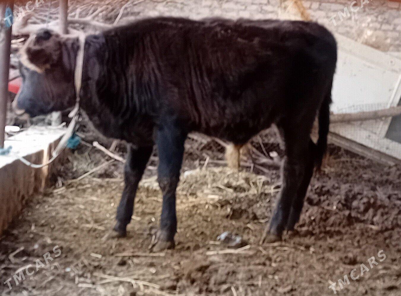 Öküz .....unajyn - Dänew - img 5