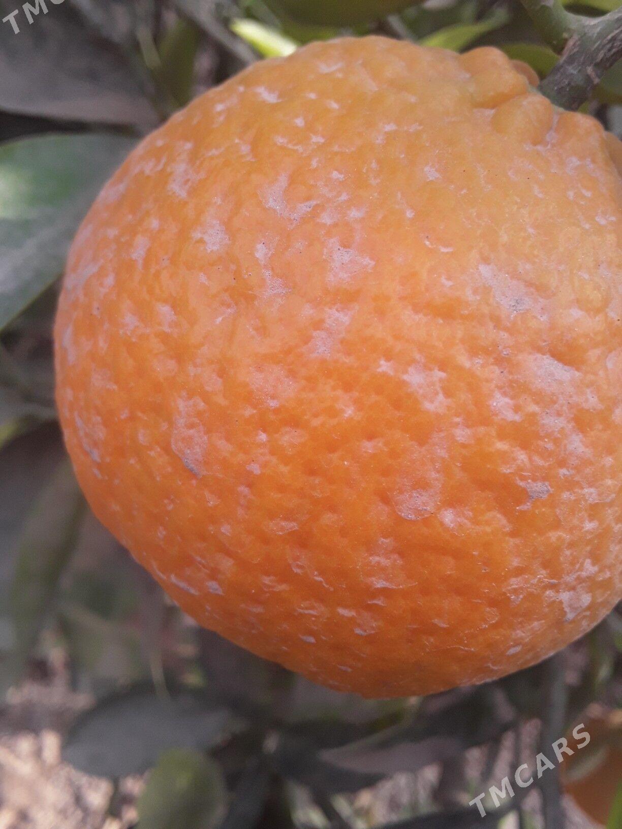 Апельсин Мандарин нахал - Kerki - img 4
