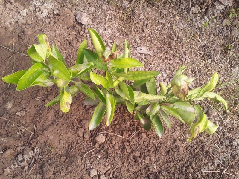 Апельсин Мандарин нахал - Kerki - img 3