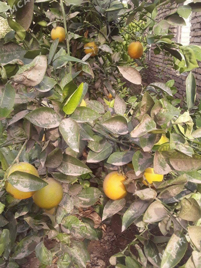 Апельсин Мандарин нахал - Kerki - img 6