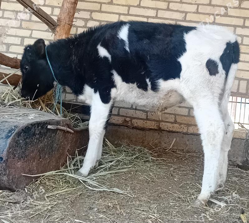 Öküz .....unajyn - Dänew - img 4