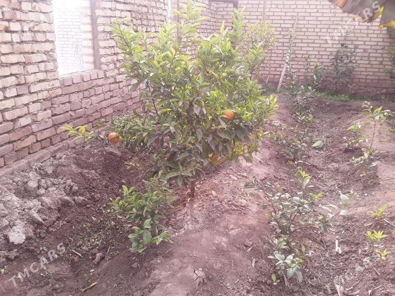 Апельсин Мандарин нахал - Kerki - img 5
