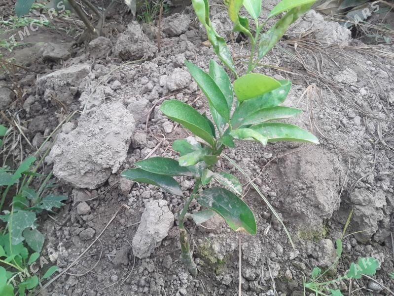 Апельсин Мандарин нахал - Kerki - img 1