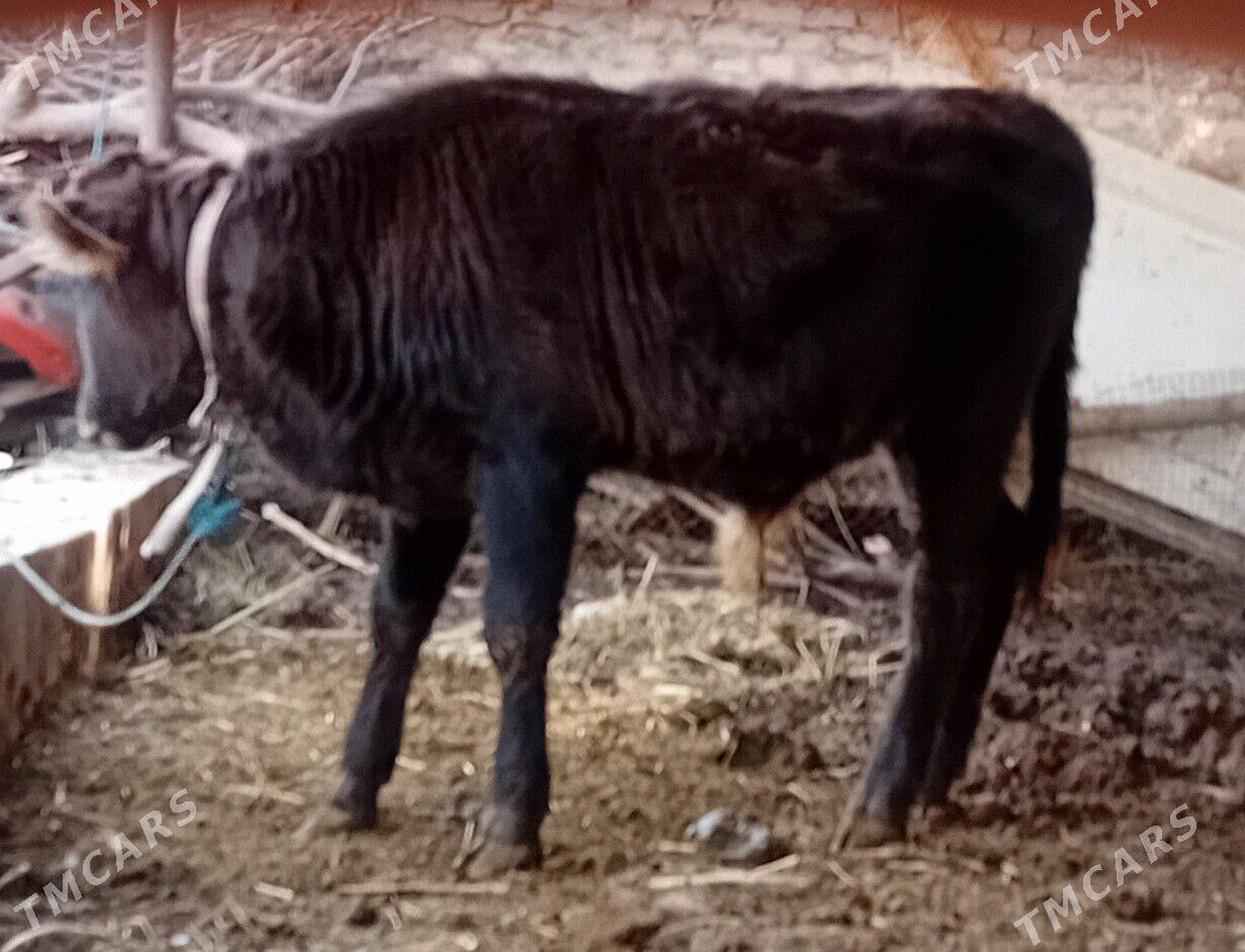 Öküz .....unajyn - Dänew - img 3