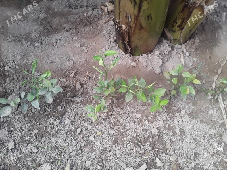 Апельсин Мандарин нахал - Kerki - img 2