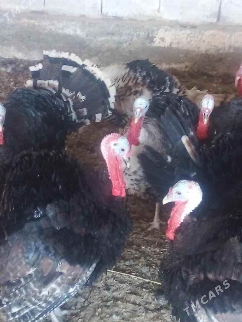 induk - Бузмеин - img 2