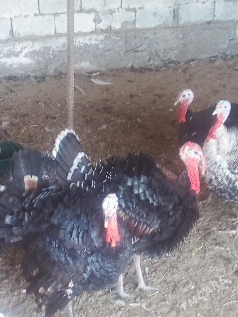 induk - Бузмеин - img 4