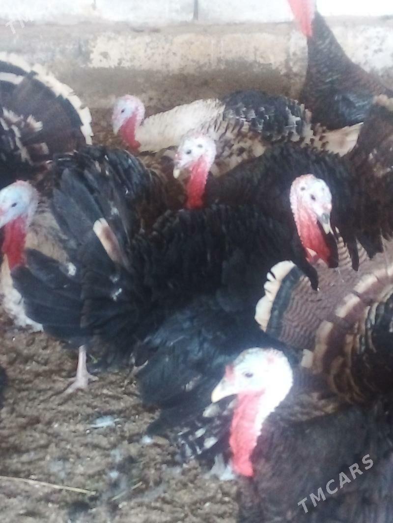 induk - Бузмеин - img 3