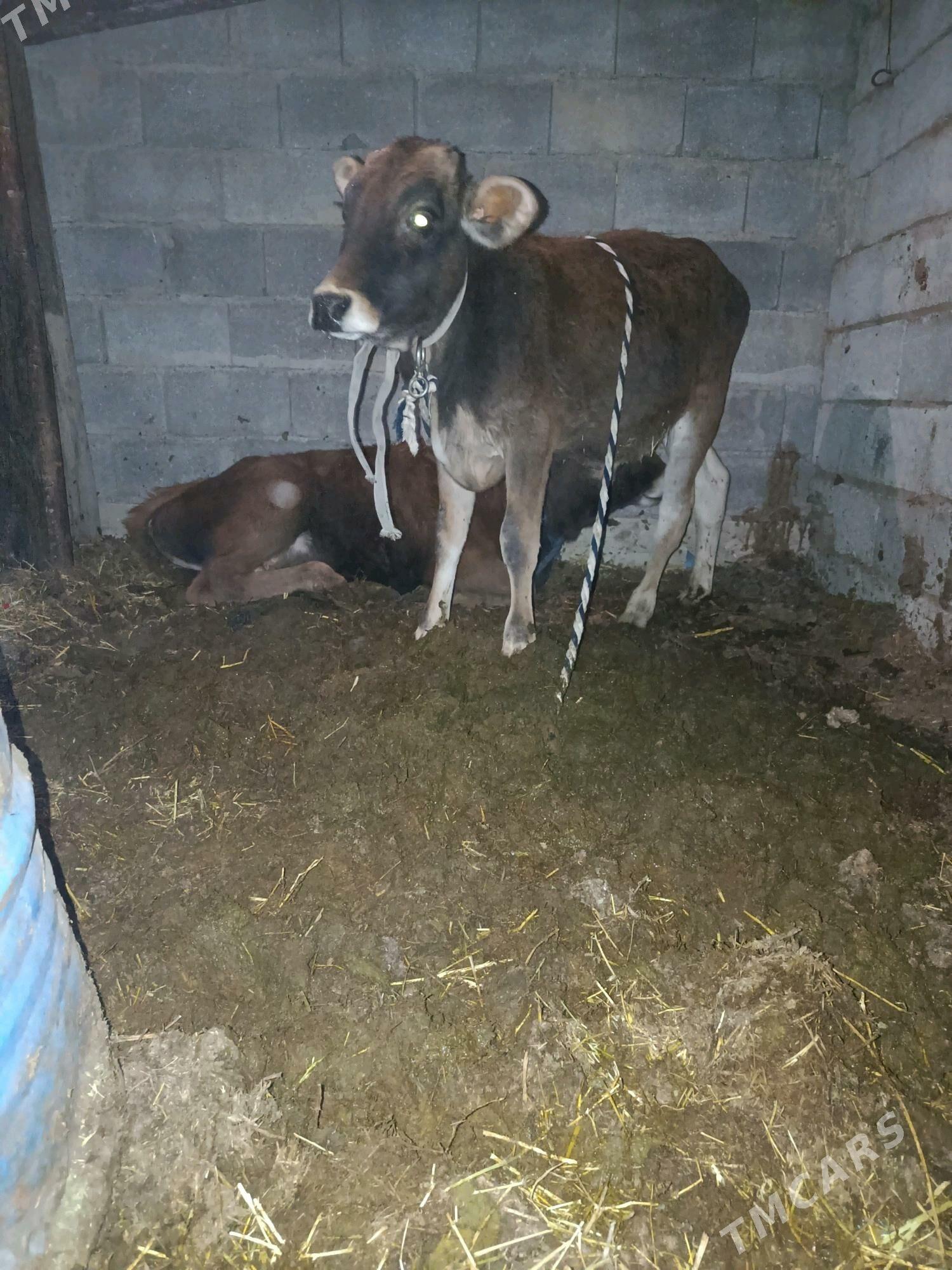 okuz - Анев - img 2