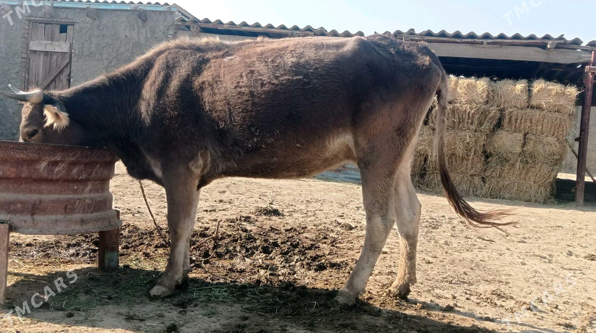 sygyr - Bäherden - img 2